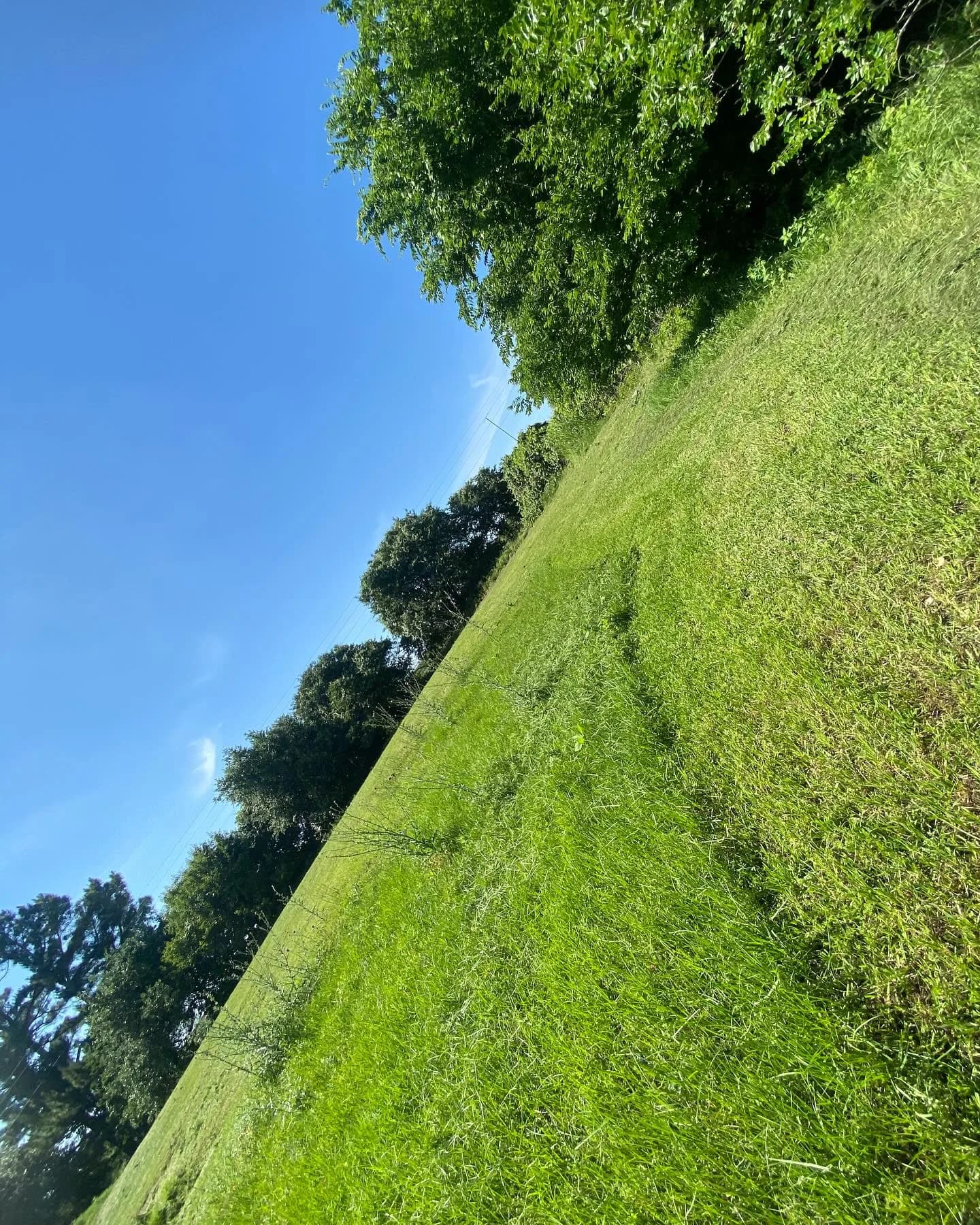 YC Mowing yard work photo 58